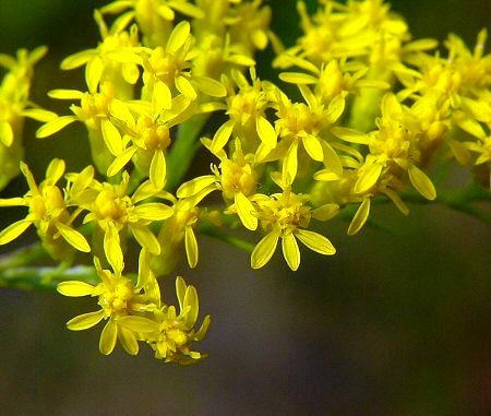 Solidago nemoralis (Gray Goldenrod)