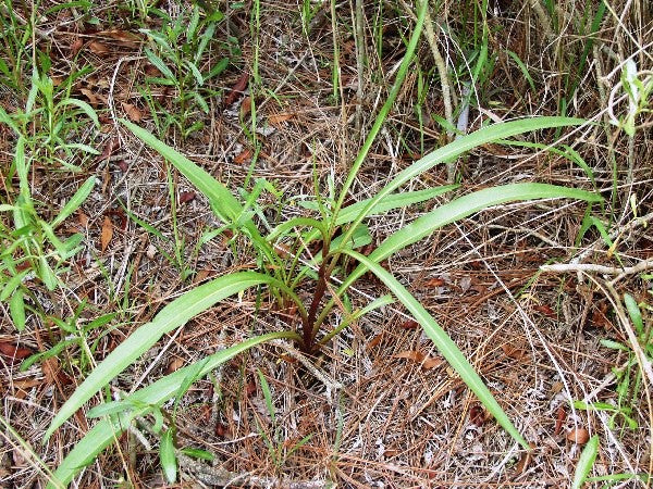 Solidago sempervirens (Seaside Goldenrod)