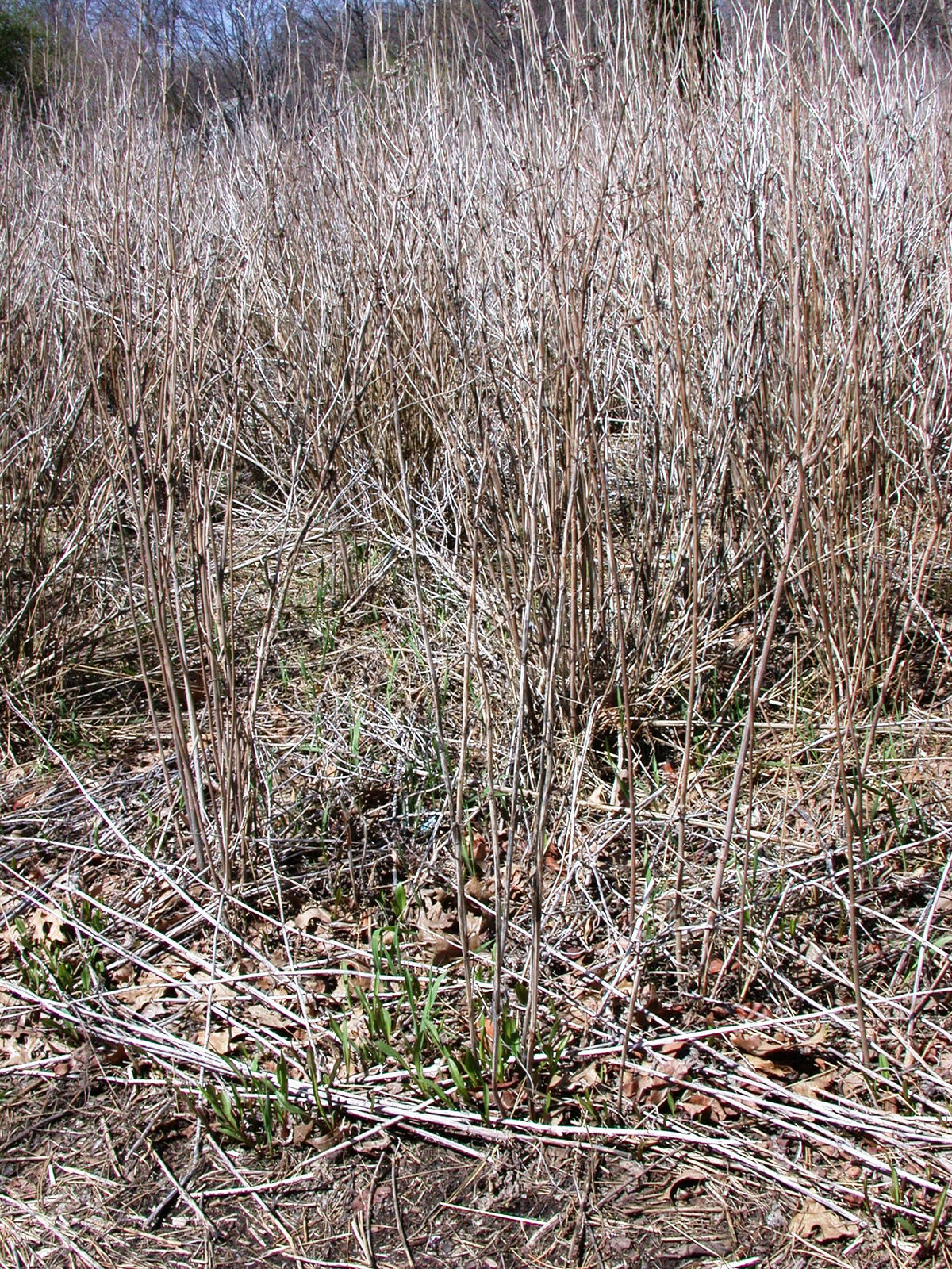 Solidago sempervirens (Seaside Goldenrod)