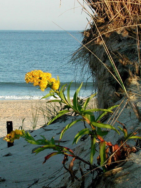 Solidago sempervirens (Seaside Goldenrod)