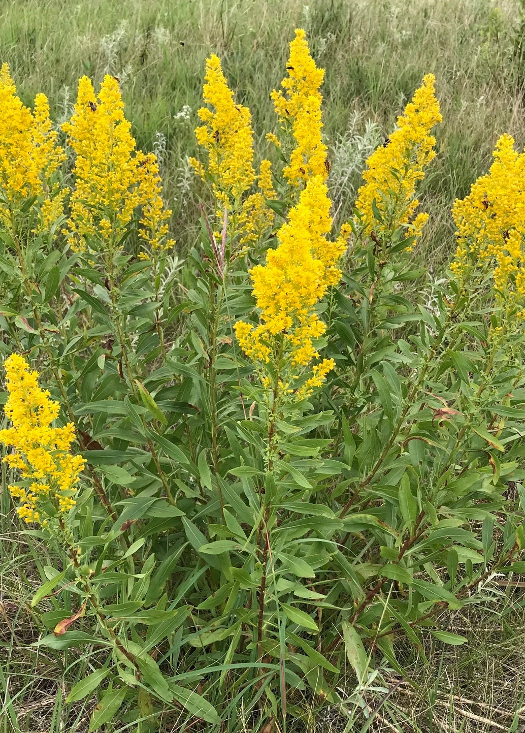 Solidago speciosa (Showy Goldenrod)