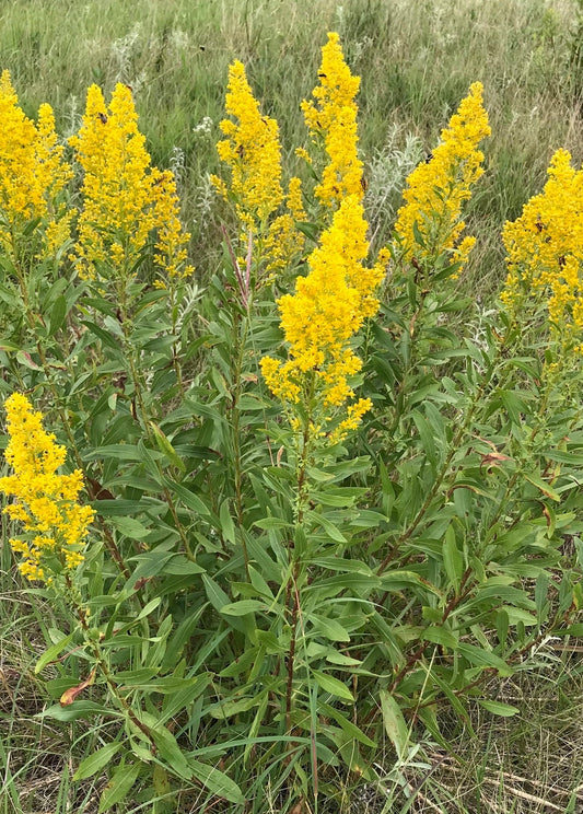 Solidago speciosa (Showy Goldenrod)