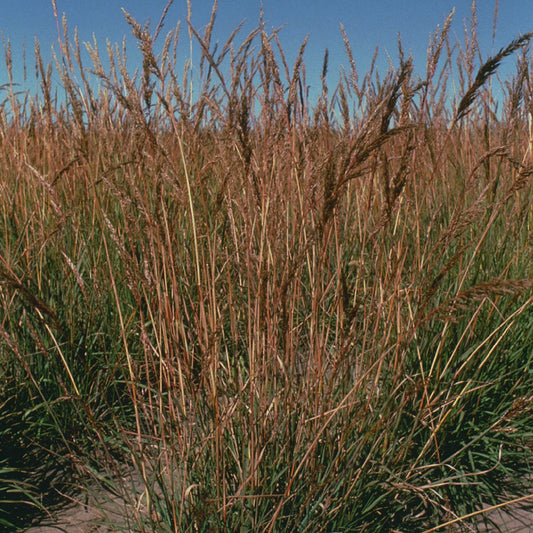 Sorghastrum nutans (Indiangrass)
