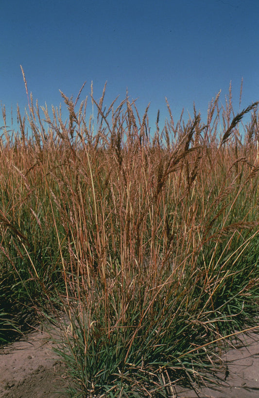 Sorghastrum nutans (Indiangrass)