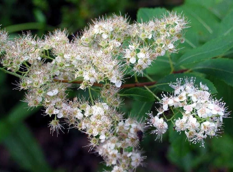 Spiraea latifolia (Meadowsweet)
