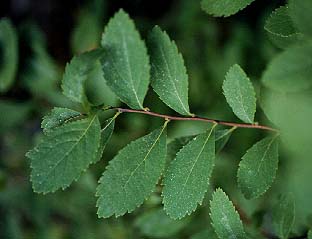 Spiraea latifolia (Meadowsweet)