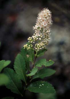 Spiraea latifolia (Meadowsweet)