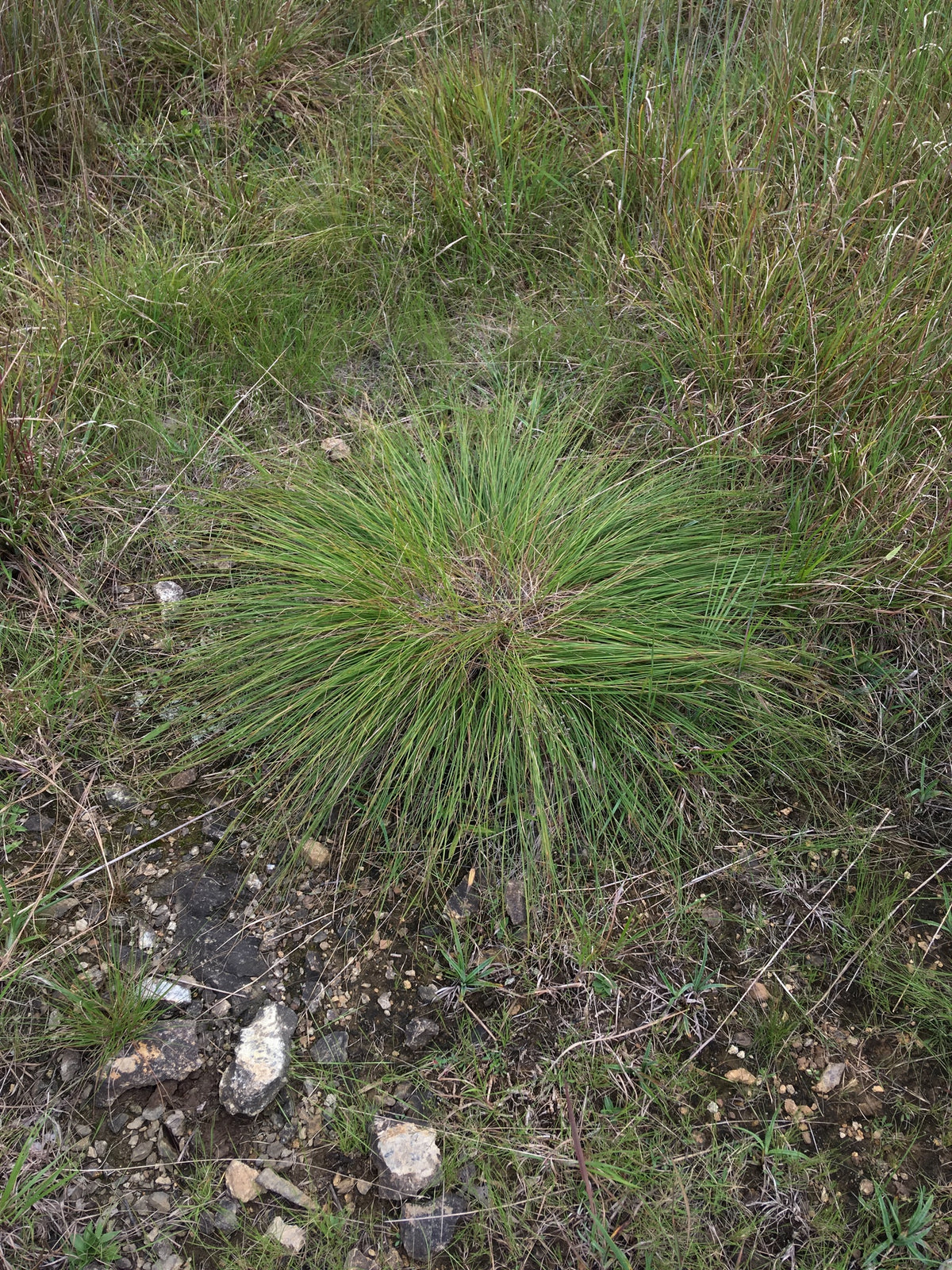 Sporobolus heterolepsis (Prairie Dropseed)