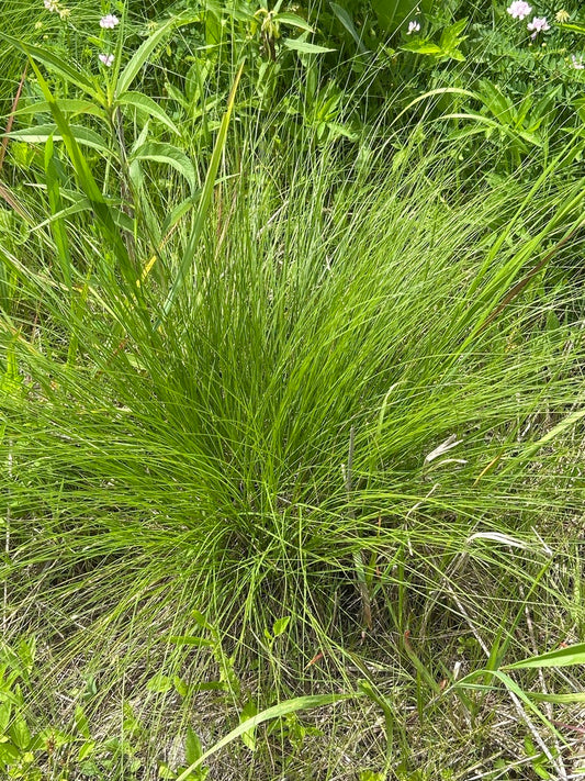 Sporobolus heterolepsis (Prairie Dropseed)