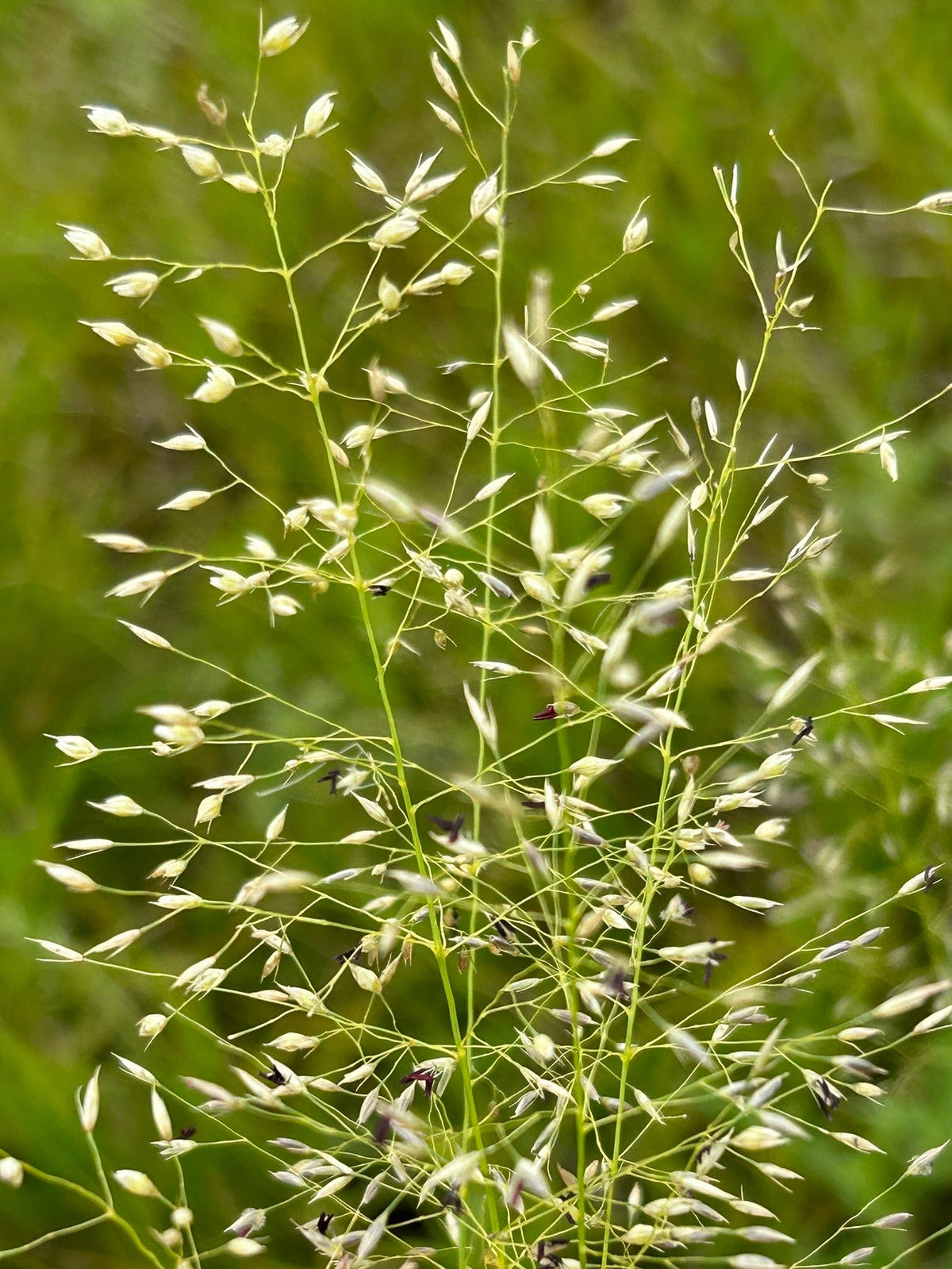 Sporobolus heterolepsis (Prairie Dropseed)