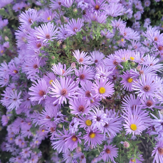 Symphyotrichum oblongifolium (Aromatic Aster)