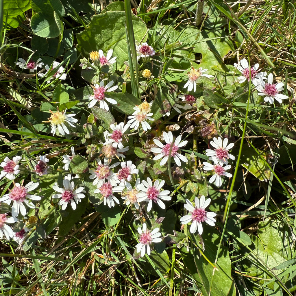 Symphyotrichum lateriflorum (Calico Aster)