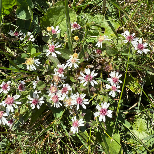 Symphyotrichum lateriflorum (Calico Aster)