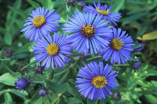 Symphyotrichum novae-angliae (New England Aster)