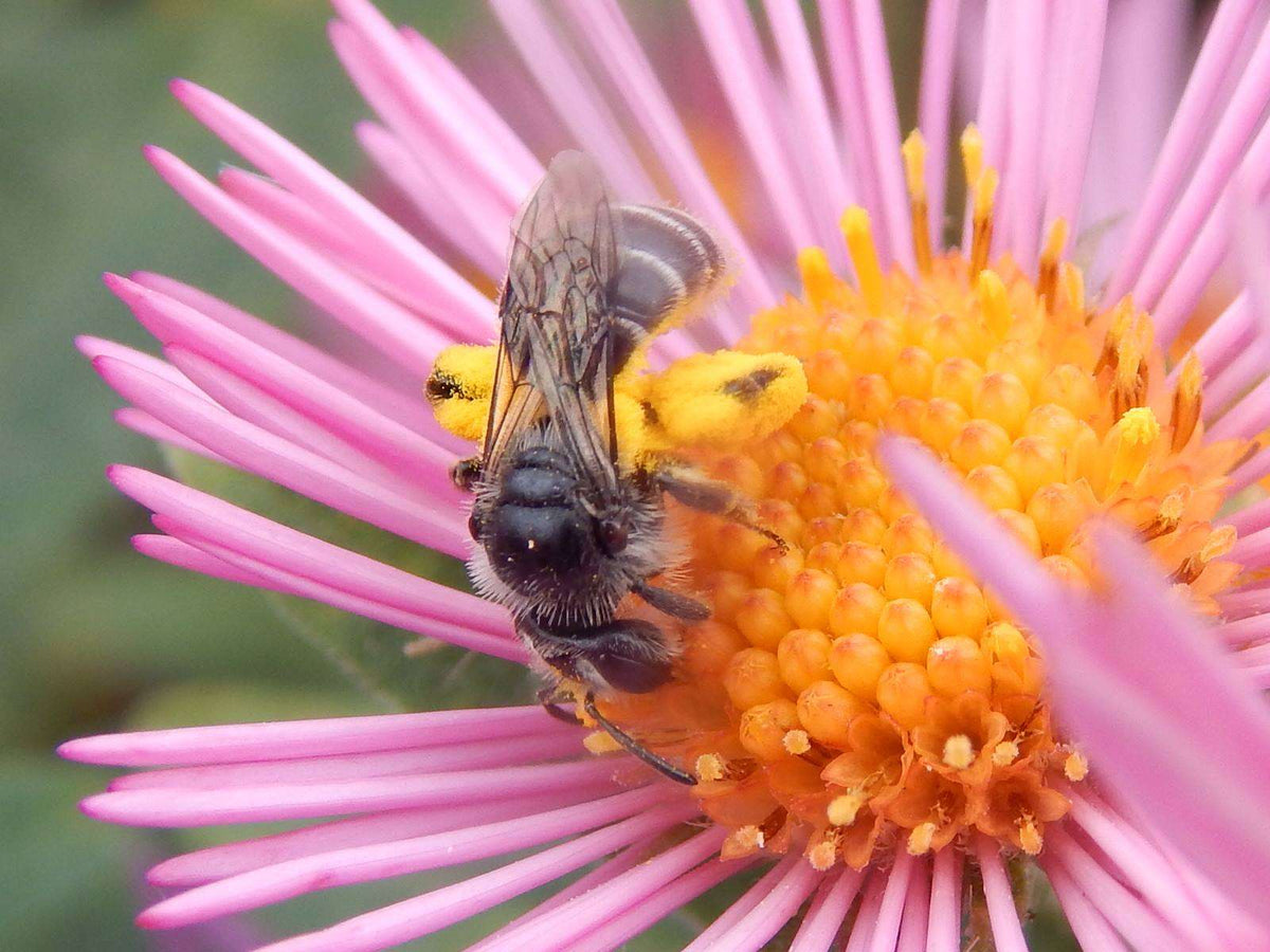 Symphyotrichum novi-belgii (New York Aster)