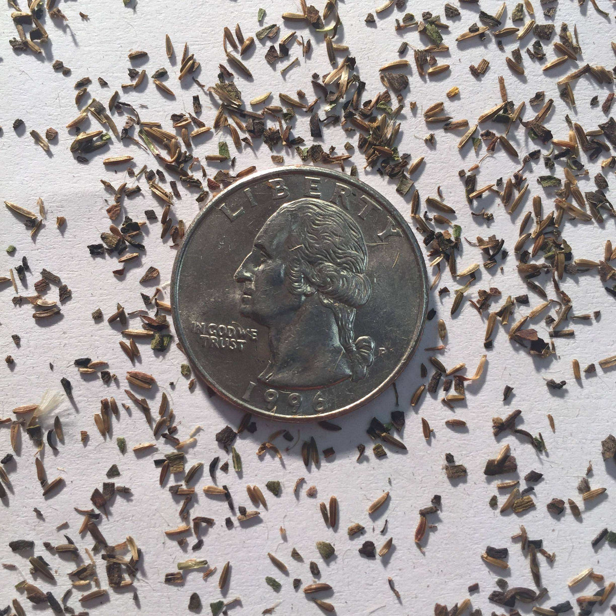 Symphyotrichum novi-belgii (New York Aster)