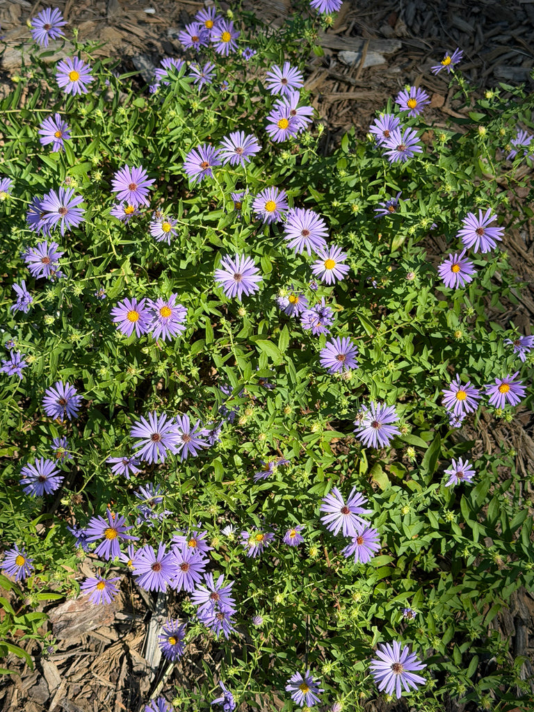 Symphyotrichum oblongifolium (Aromatic Aster)