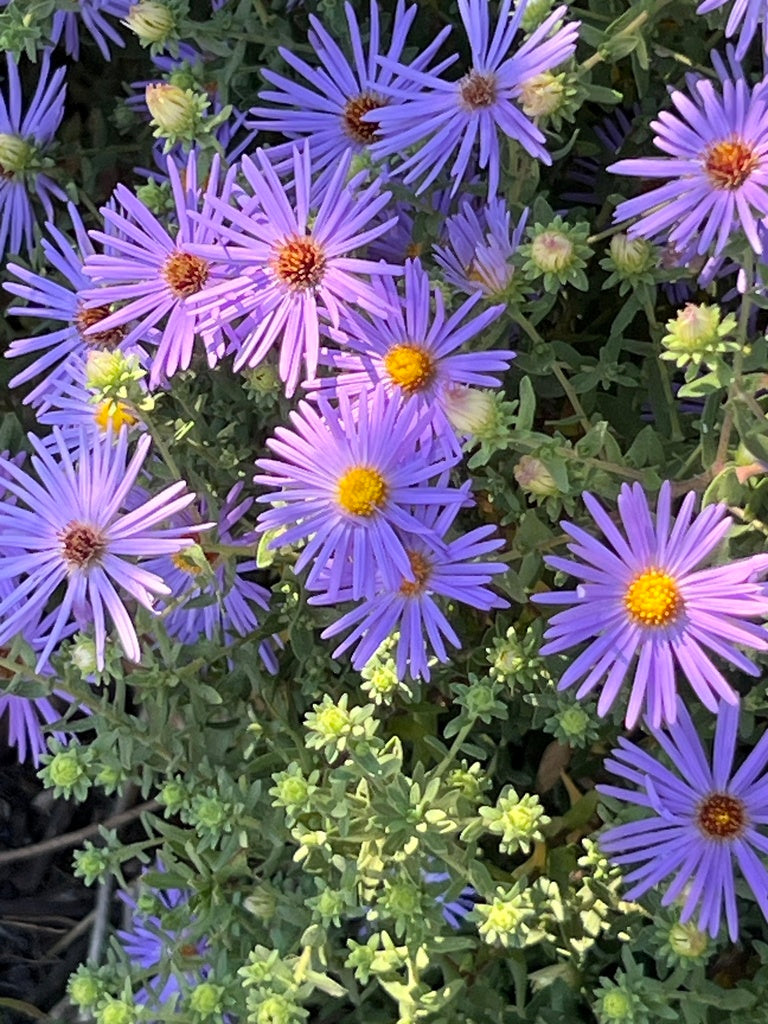 Symphyotrichum oblongifolium (Aromatic Aster)