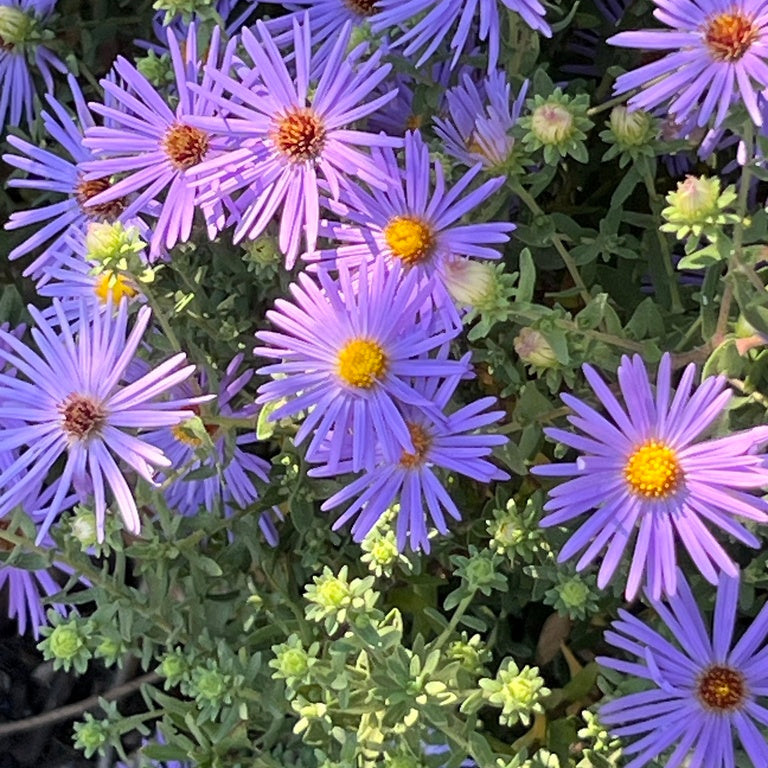922: Low Grow Shade Tolerant Upland Mix