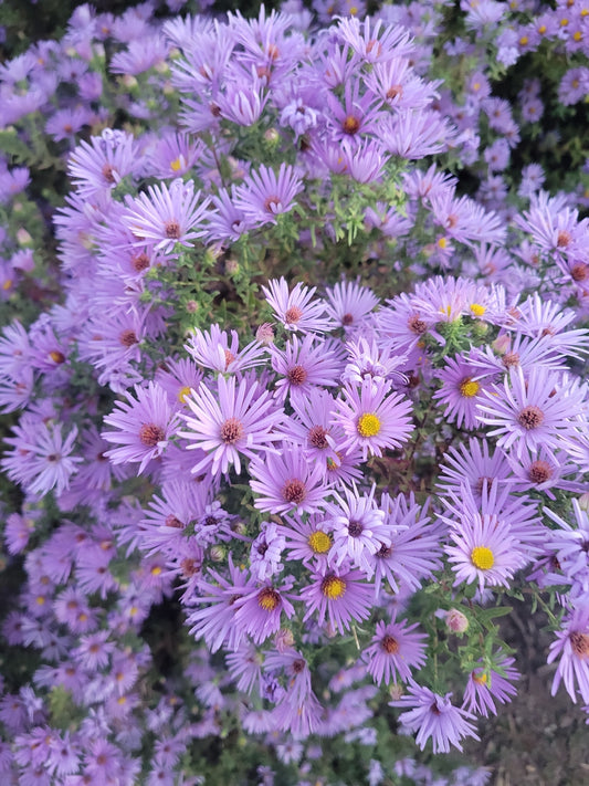 Symphyotrichum oblongifolium (Aromatic Aster)