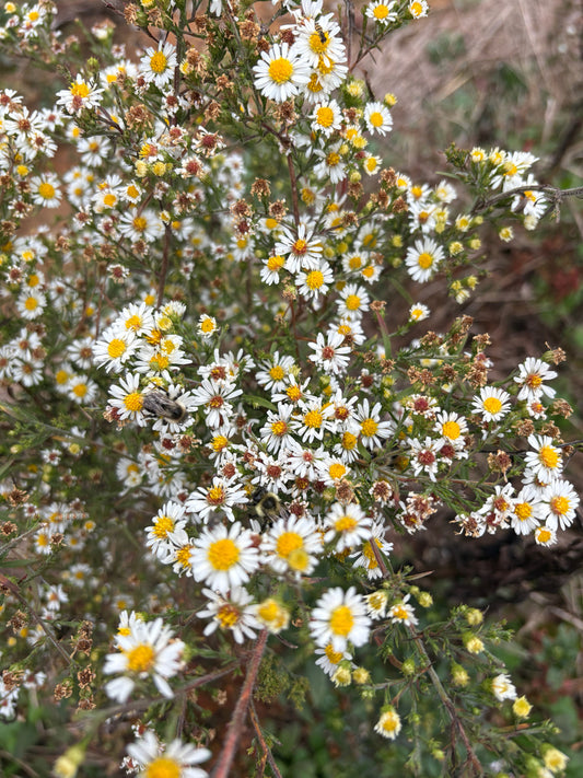 Symphyotrichum pilosum (Frost Aster)