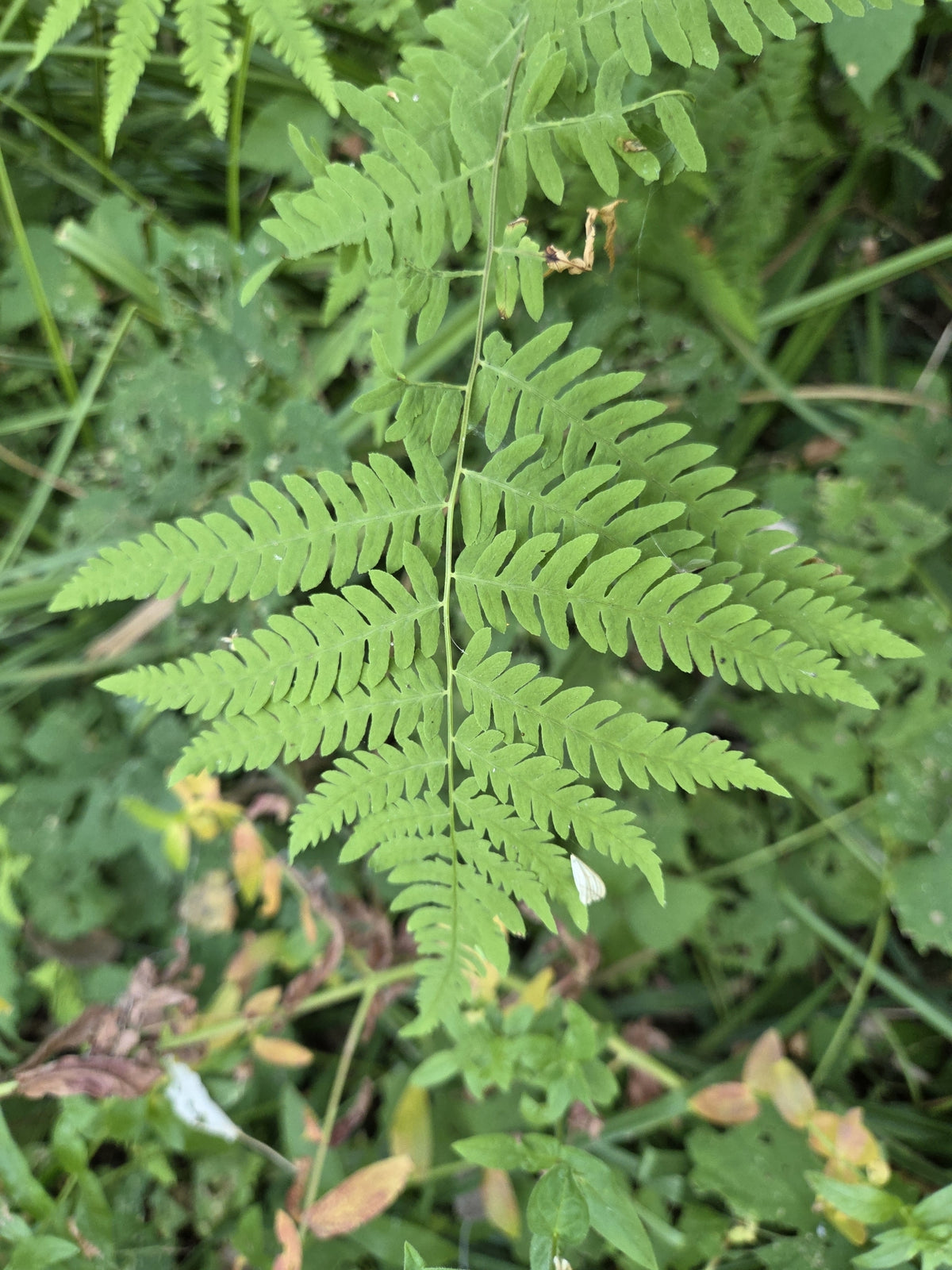 Thelypteris palustris (Marsh Fern)