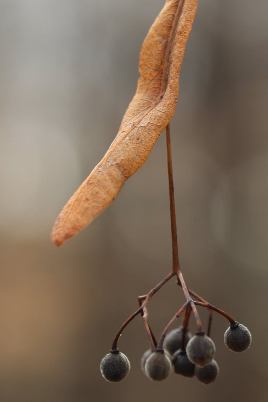Tilia americana (Basswood)