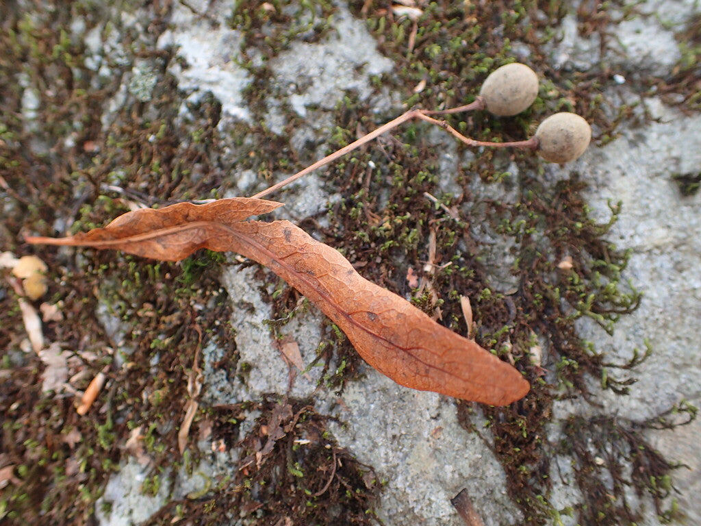 Tilia americana (Basswood)