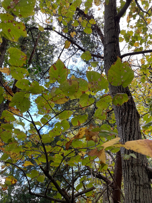 Tilia americana (Basswood)
