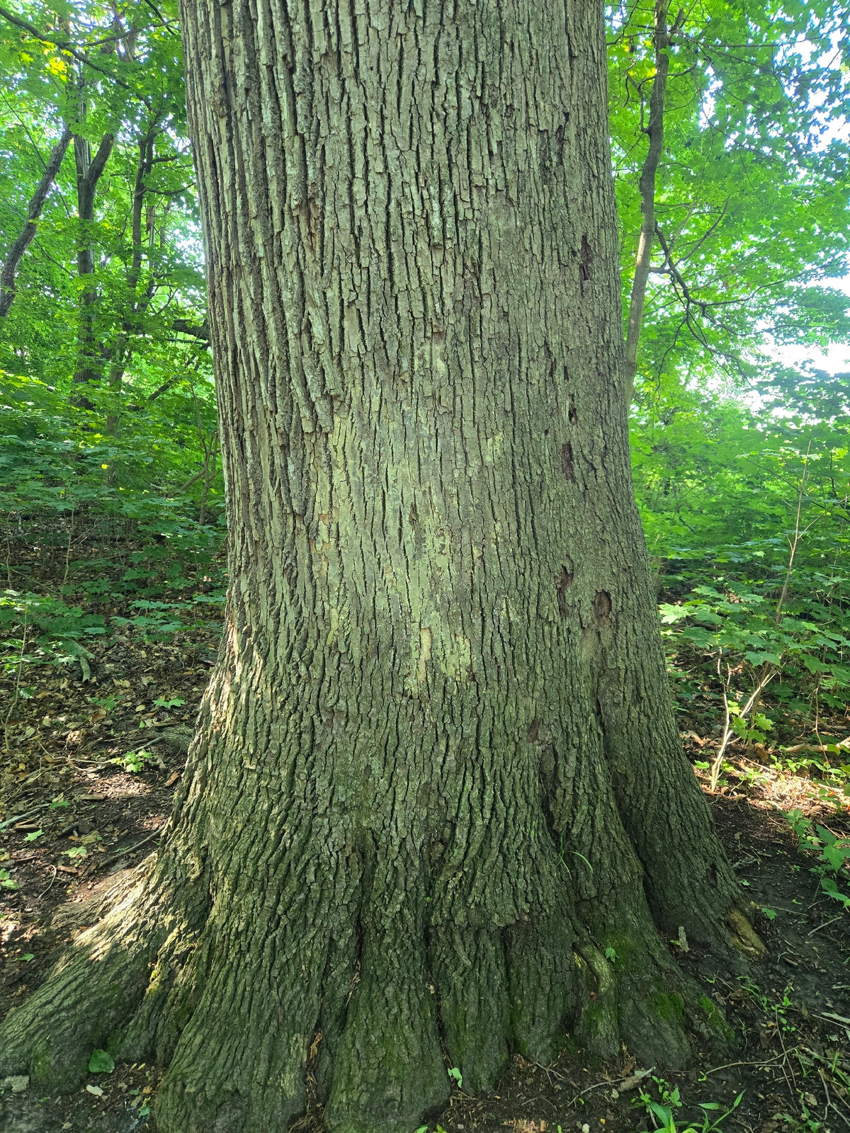 Tilia americana (Basswood)