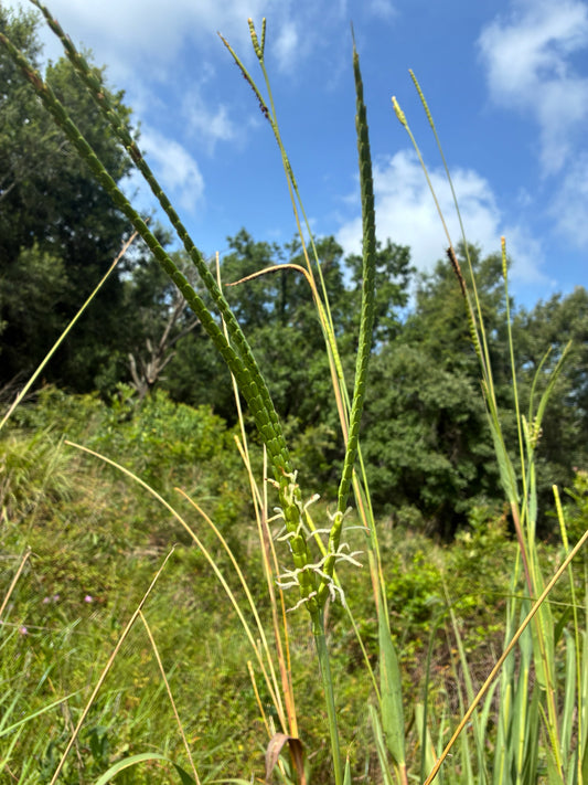 Tripsacum dactyloides (Eastern Gamagrass)
