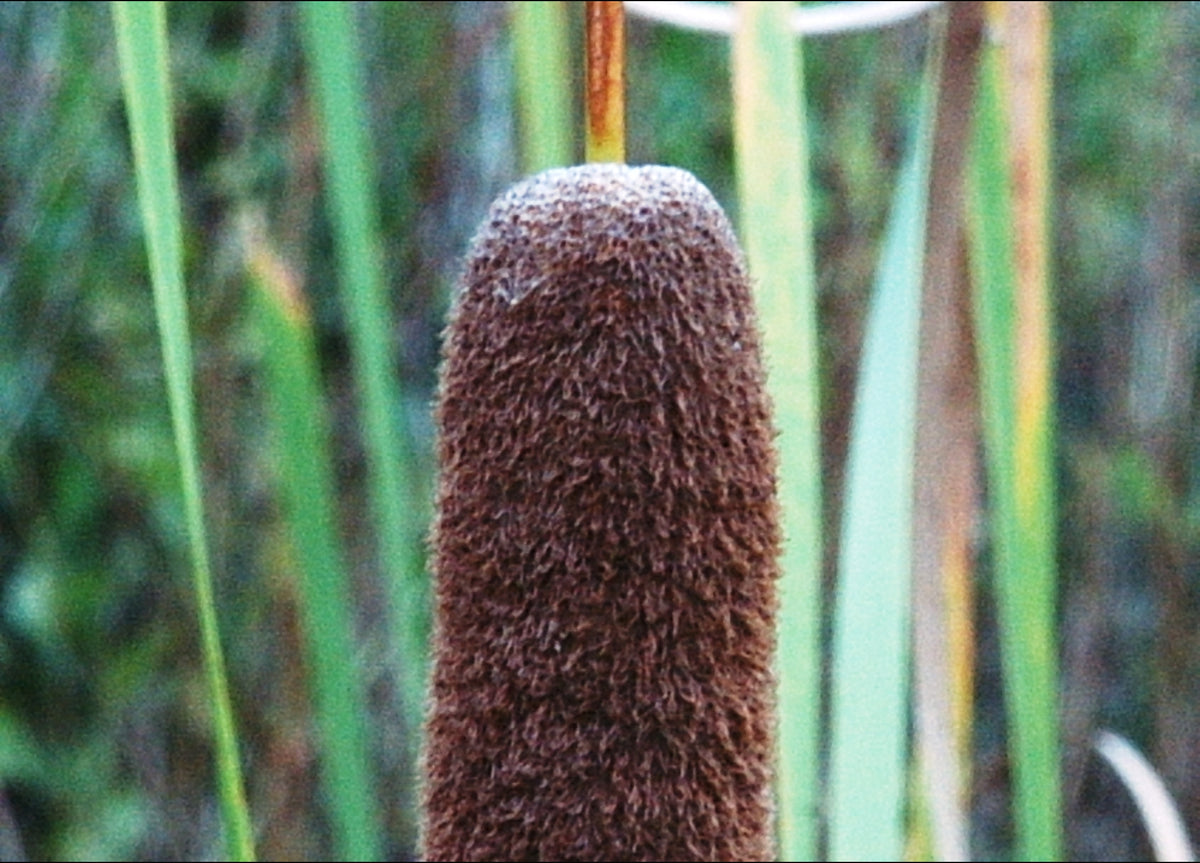 Typha angustifolia (Narrowleaf Cattail)