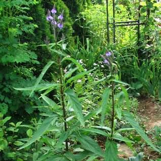 Verbena hastata (Blue Vervain)