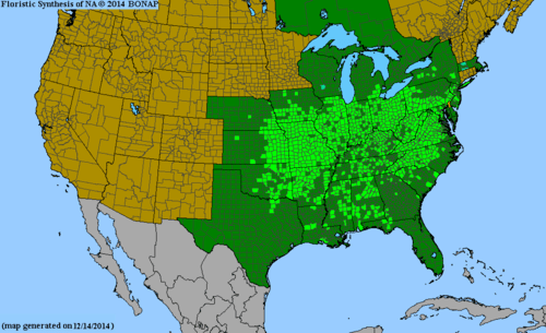 Verbesina alternifolia (Wingstem)