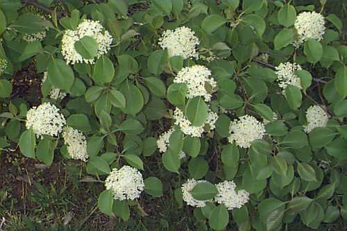 Viburnum lenatgo (Nannyberry)