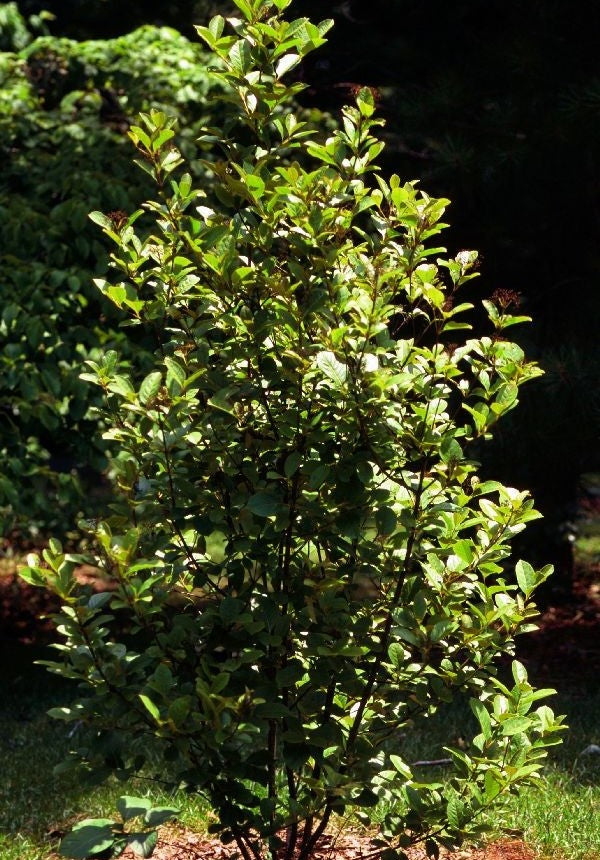 Viburnum nudum (Possumhaw Viburnum)