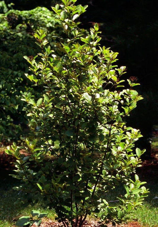 Viburnum nudum (Possumhaw Viburnum)