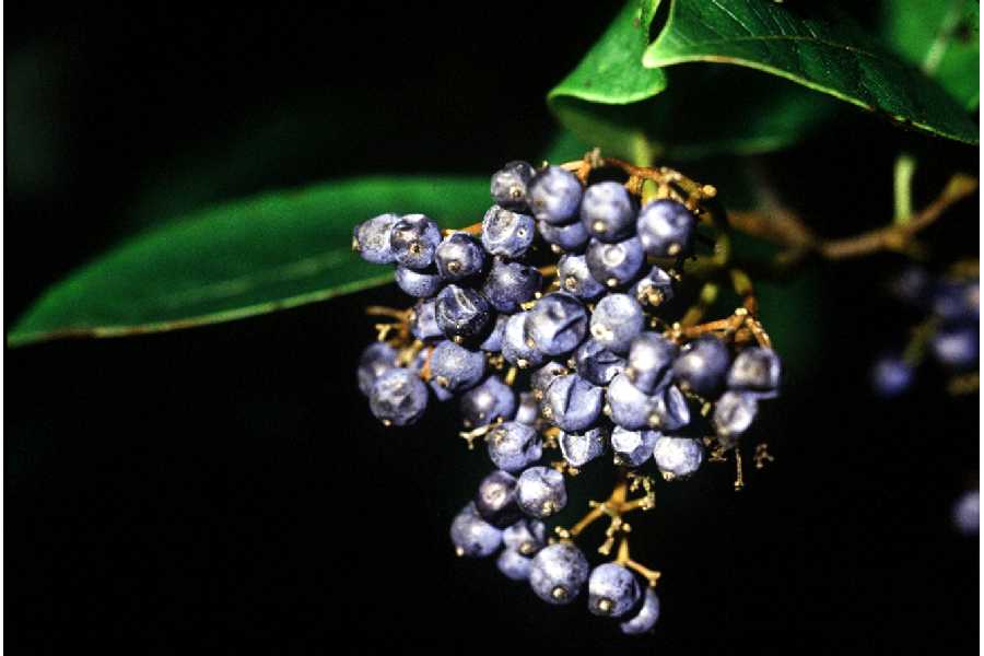 Viburnum nudum (Possumhaw Viburnum)