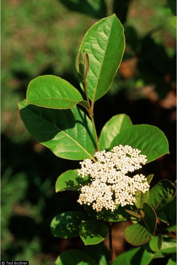 Viburnum nudum (Possumhaw Viburnum)