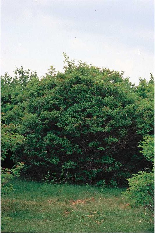 Viburnum trilobum (Cranberry Viburnum)