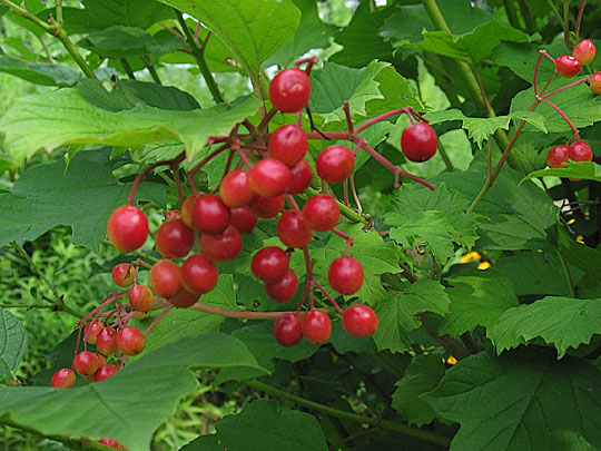 Viburnum trilobum (Cranberry Viburnum)