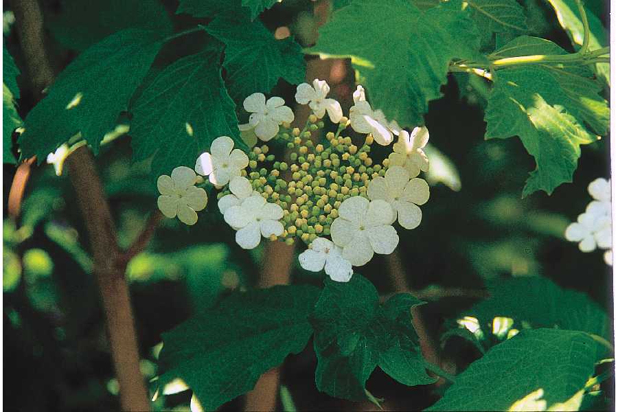 Viburnum trilobum (Cranberry Viburnum)