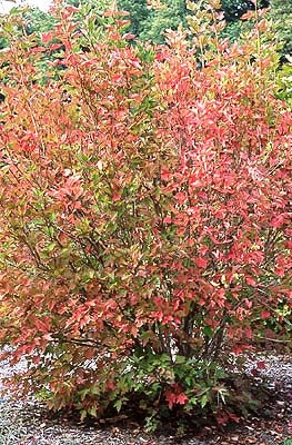 Viburnum trilobum (Cranberry Viburnum)