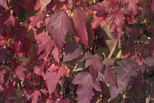 Viburnum trilobum (Cranberry Viburnum)