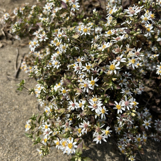 Eurybia divaricata (White Wood Aster)