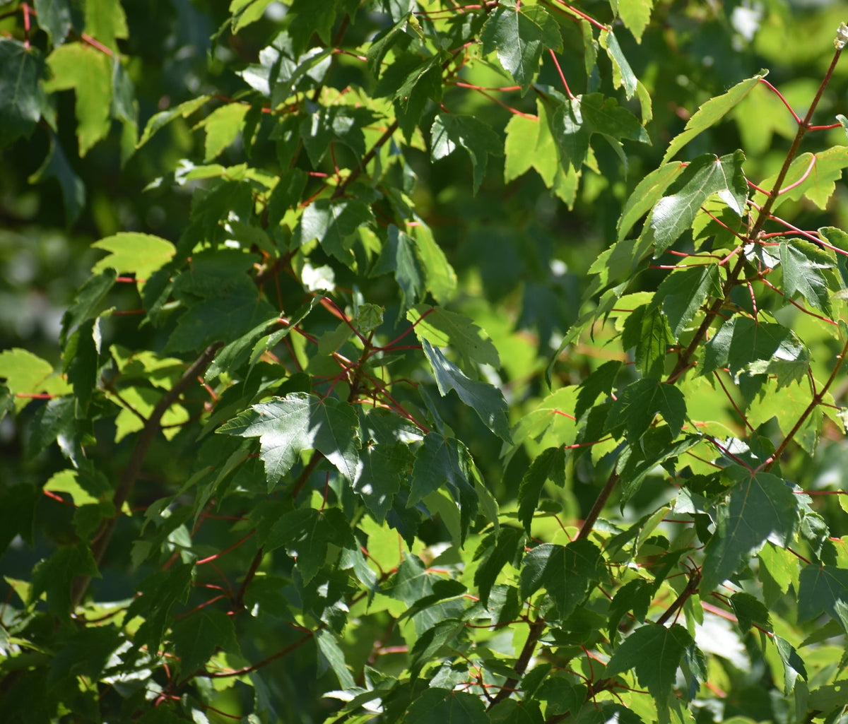 Acer rubrum (Red Maple)