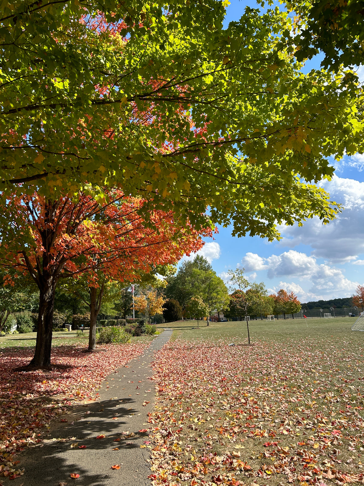 Acer saccharinum (Silver Maple)