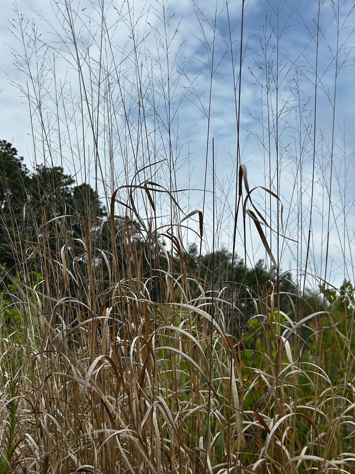 Panicum virgatum (Switchgrass)