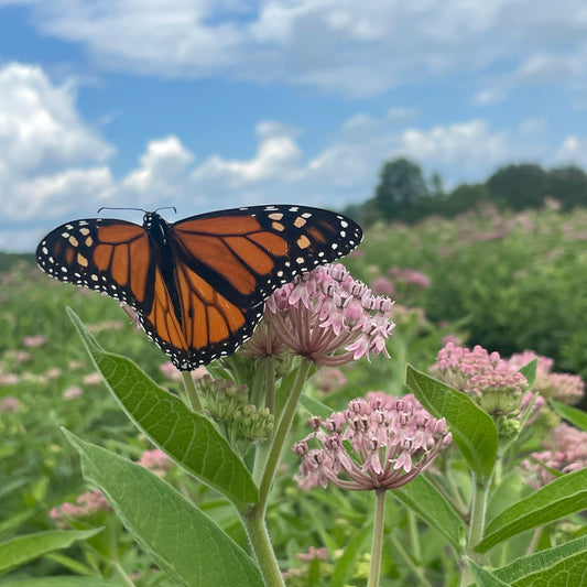 130: Milkweed Mix