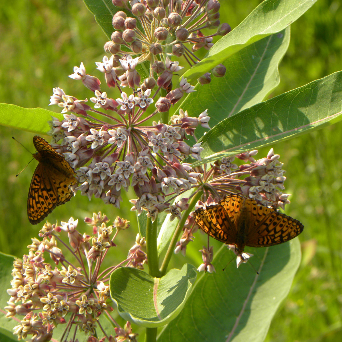 130: Milkweed Mix